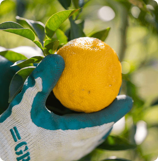 ゆずの栽培事業